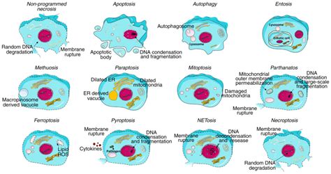 markers of cell death